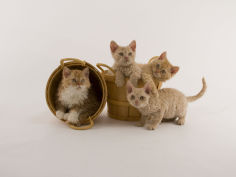 selkirk rex 40
