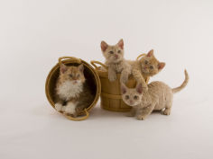 selkirk rex 41