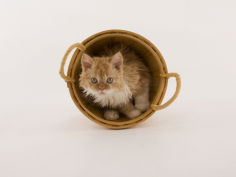selkirk rex 42