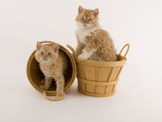 selkirk rex 43