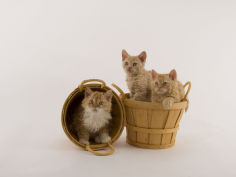 selkirk rex 44