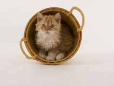 selkirk rex 45