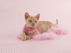 selkirk rex 46
