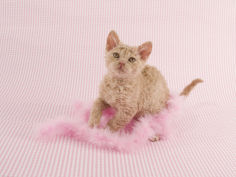 selkirk rex 47