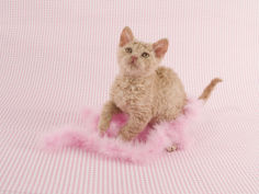 selkirk rex 48