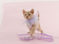 selkirk rex 49