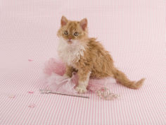 selkirk rex 50