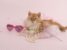 selkirk rex 51