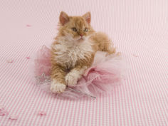 selkirk rex 52