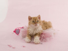 selkirk rex 53
