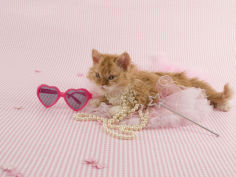 selkirk rex 54