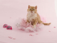selkirk rex 55