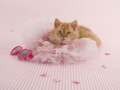 selkirk rex 56