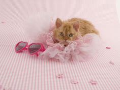 selkirk rex 57