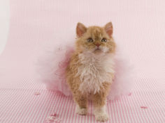 selkirk rex 58