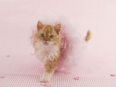selkirk rex 59