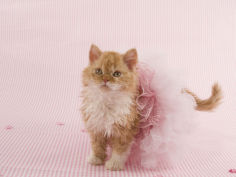 selkirk rex 60