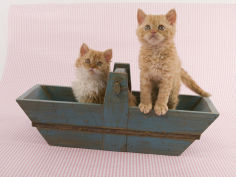selkirk rex 61