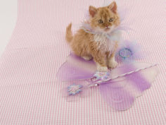 selkirk rex 62
