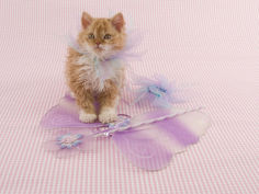 selkirk rex 63
