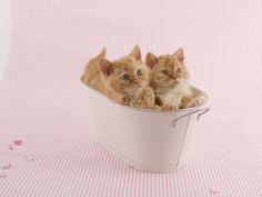 selkirk rex 64