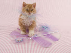 selkirk rex 65