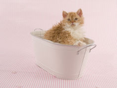 selkirk rex 66