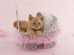 selkirk rex 67