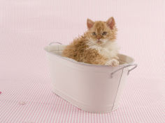 selkirk rex 68
