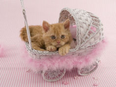 selkirk rex 69