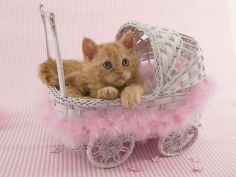 selkirk rex 70