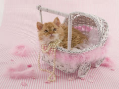 selkirk rex 71
