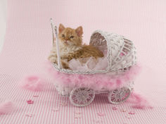 selkirk rex 72