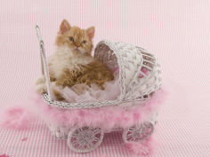selkirk rex 73
