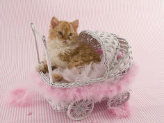 selkirk rex 74