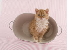 selkirk rex 75