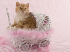 selkirk rex 76