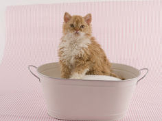 selkirk rex 77