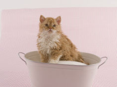selkirk rex 78