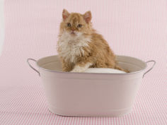 selkirk rex 79