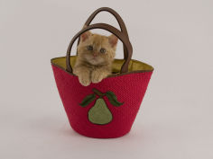 selkirk rex cat hd