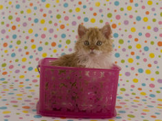 selkirk rex desktop wallpaper