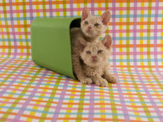 selkirk rex wallpaper