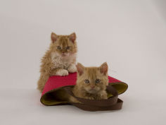 selkirk rex widescreen