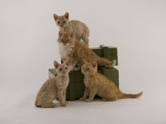 selkirk rex widescreen wallpaper
