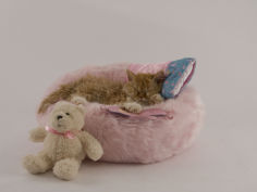 wide wallpaper selkirk rex