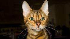 serengeti cat breed with wild relatives
