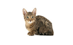 serengeti domestic cat