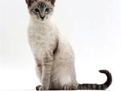 domestic cat blue tabby point siamese male sitting