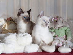 siamese cat kittens with stuffed animals